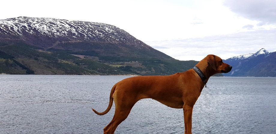 Leza døde dessverre fra oss altfor tidlig, bare 6,5 år gammel, men er mor til våre gode tisper Fanta og Luna, begge fra hennes B-kull i 2019.