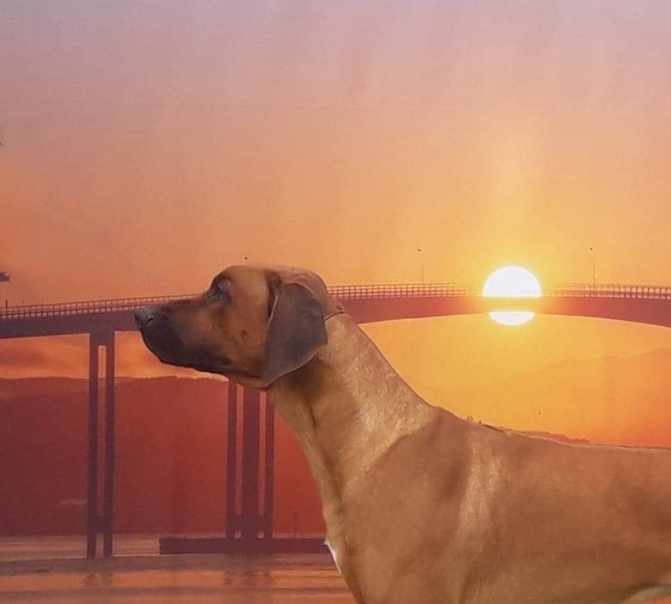 Silver. BIR Tromsø Hundeklubb 25.05.2019